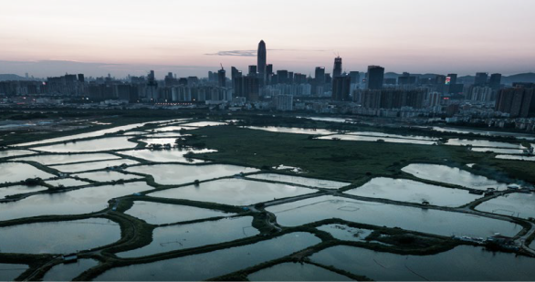 Criminal Justice of Environmental Violations in China